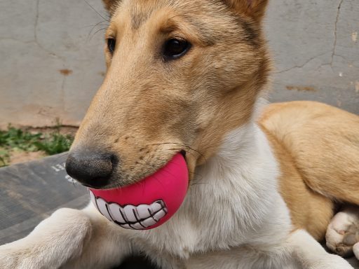Ball-Junkie